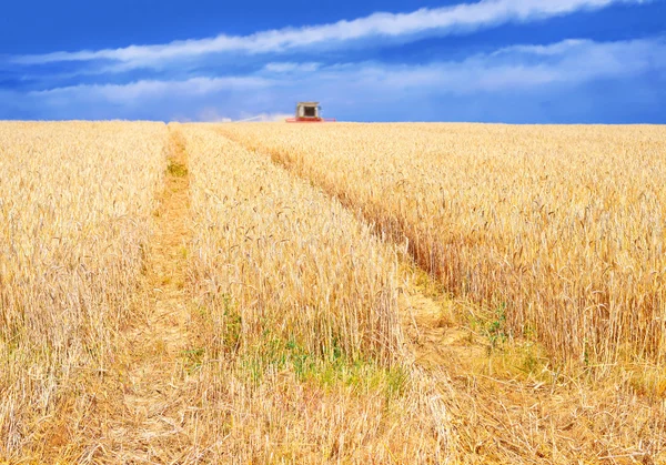Obilí sklizně kombinovat ve venkovské krajině. — Stock fotografie