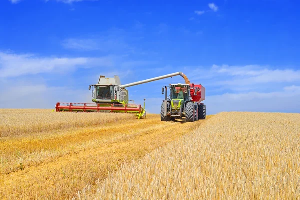 Overbelasting van graan harvester in de tank van de korrel van de trekker-aanhangwagen. — Stockfoto