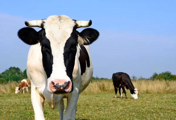 Kor på en fäbod i sommar landsbygdens landskap. — Stockfoto