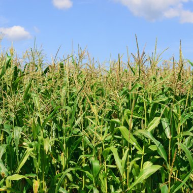 Kırsal manzara içinde genç Mısır 