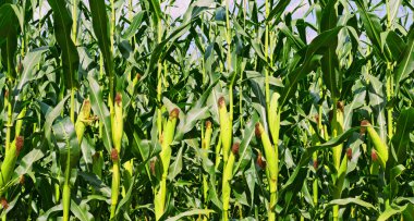 Kırsal manzara içinde genç Mısır 