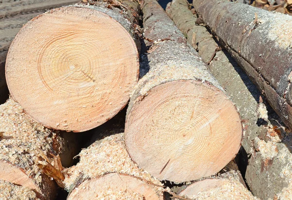 Preparazione e deposito del legno in un paesaggio industriale . — Foto Stock