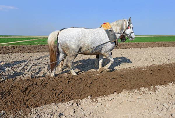 A horse on a spring field during field works.