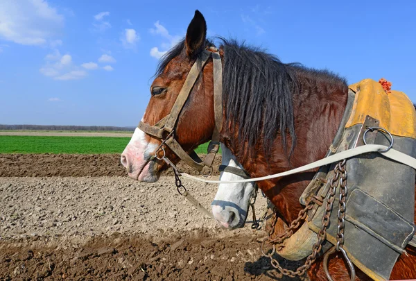 Un cheval sur un champ de printemps pendant les travaux sur le terrain — Photo