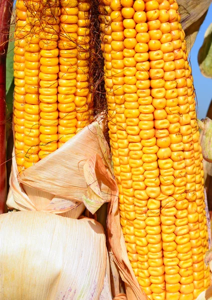 Jagung matang di lanskap pedesaan . — Stok Foto