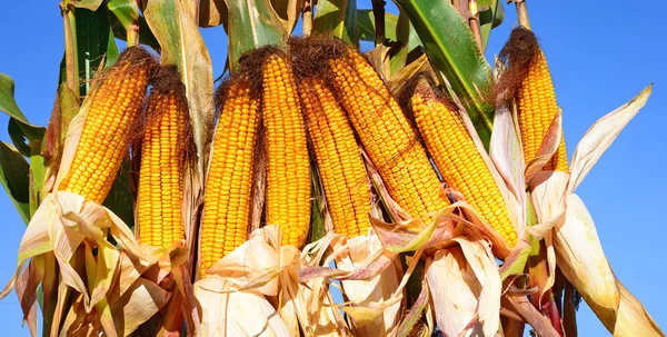 Rijpe maïs in het rurale landschap. — Stockfoto