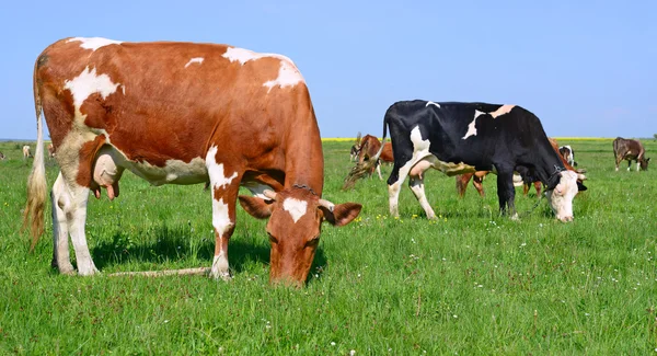 Las vacas en un pasto de verano en un paisaje rural de verano . — Foto de Stock