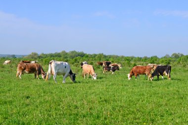 bir yaz yaz kırsal manzara mera üzerinde ineklerin.