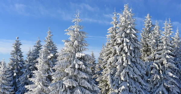 Firs  under snow — Stock Photo, Image