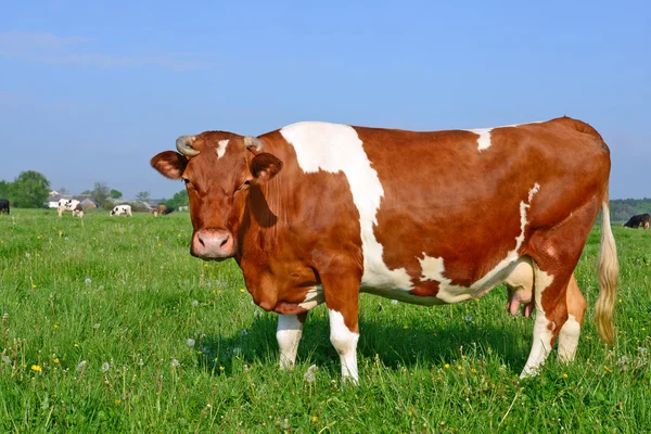 Una mucca su un pascolo estivo in un paesaggio rurale estivo . — Foto Stock