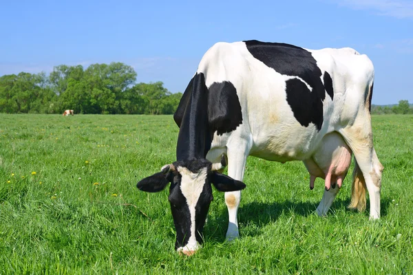 Een koe op een zomer pasture in een landelijke landschap van zomer. — Stockfoto