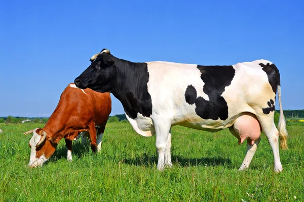 Krowy na letnie pastwiska w wiejski krajobraz lato. — Zdjęcie stockowe