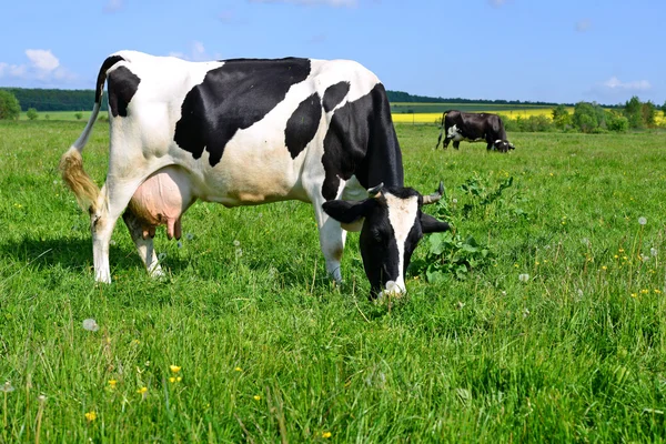 Αγελάδες σε ένα λιβάδι το καλοκαίρι σε ένα αγροτικό τοπίο του καλοκαιριού. — Φωτογραφία Αρχείου