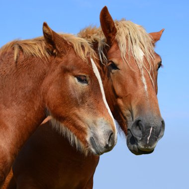 Yaz otlağında bir kısrakla tay