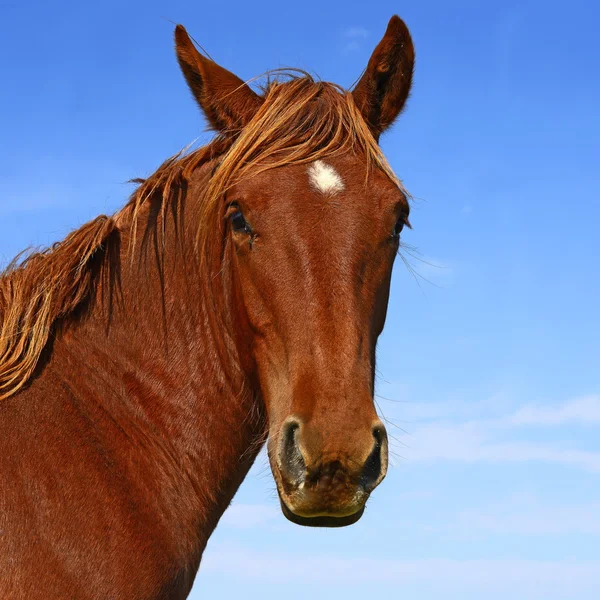 Een hoofd van een paard dicht tegen de hemel in een landelijke dan — Stockfoto