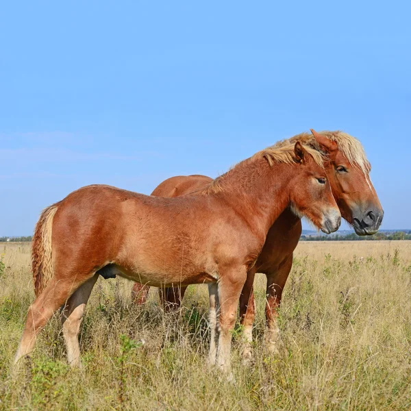 夏の牧草地での雌馬との戦い — ストック写真