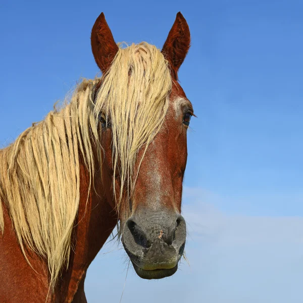 Głowa konia zamknąć przeciwko niebo w wiejskich lagunowe oraz ogród — Zdjęcie stockowe