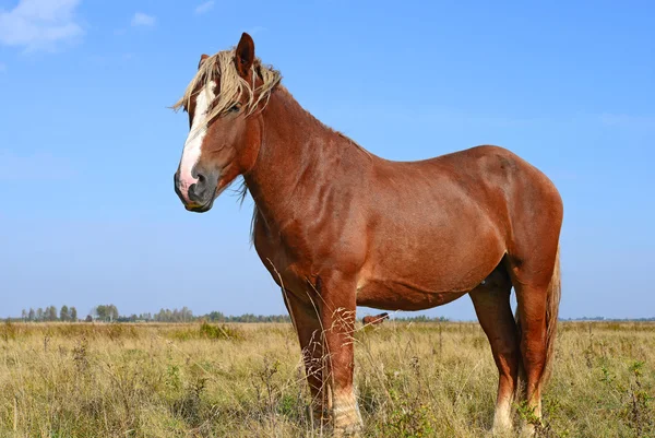 Un cavallo su un pascolo estivo in un paesaggio rurale — Foto Stock