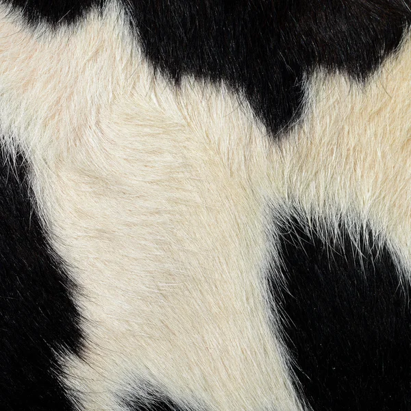 Фрагмент кожи коровы вблизи на фоновом фото — стоковое фото