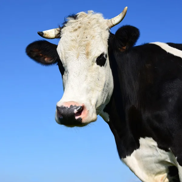 A cabeça de uma vaca fechar-se contra o céu em uma paisagem rural . — Fotografia de Stock