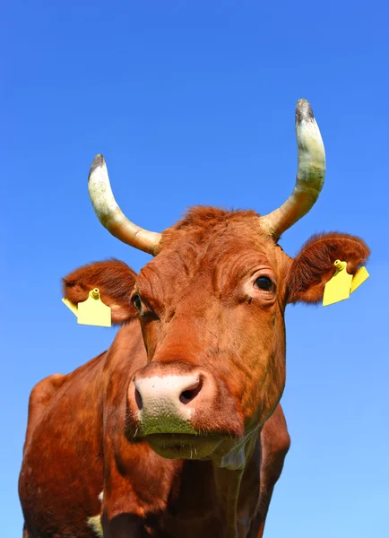 A cabeça de uma vaca fechar-se contra o céu em uma paisagem rural — Fotografia de Stock