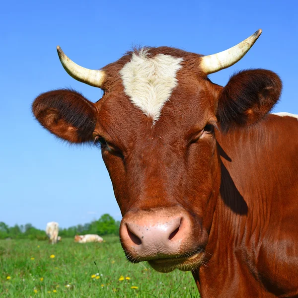 . A head of a cow close up against a pasture in a rural landscape — Stock Photo, Image