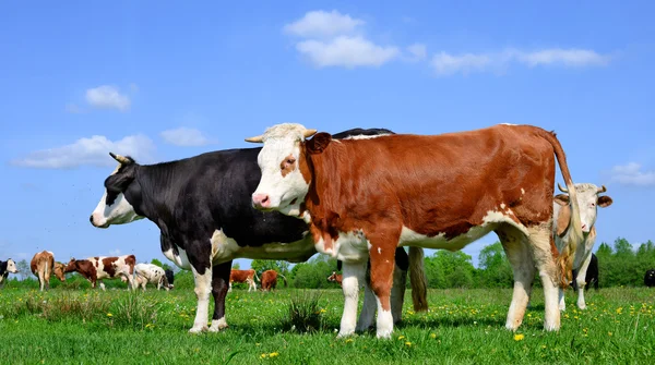 A nyári legelőn borjú — Stock Fotó