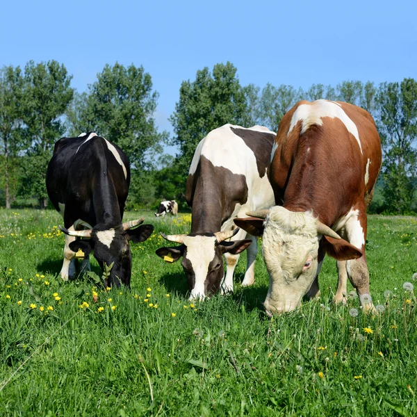 Kühe auf einer Sommerweide in einer ländlichen Sommerlandschaft. — Stockfoto