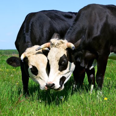 bir yaz yaz kırsal manzara mera üzerinde ineklerin.