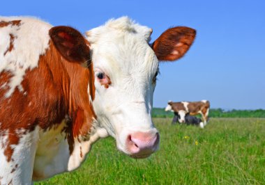 bir yaz derisindeki bir kırsal manzara mera.