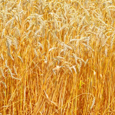 Kırsal manzara alanında tahıl