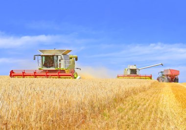 . Tahıl hasat kırsal manzara içinde birleştirme