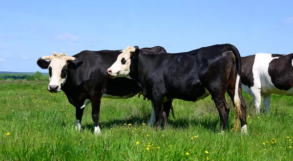 Kühe auf einer Sommerweide in einer ländlichen Sommerlandschaft. — Stockfoto