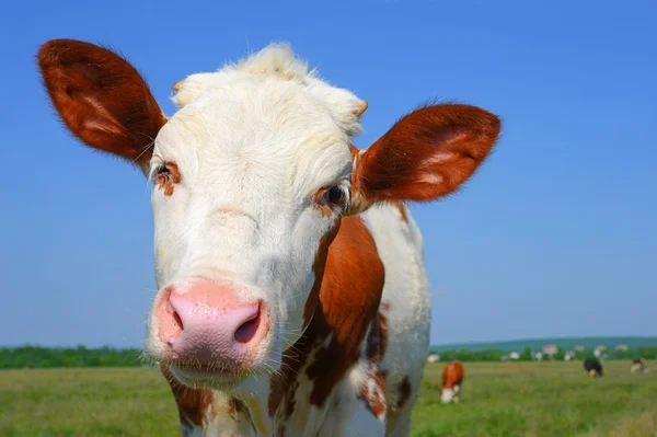 The calf on a summer pasture in a rural landscape. — Stock Photo, Image