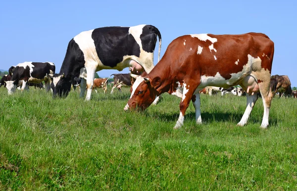 Las vacas en un pasto de verano en un paisaje rural de verano . — Foto de Stock