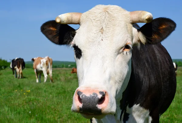 Vacas em um pasto de verão em uma paisagem rural de verão . — Fotografia de Stock