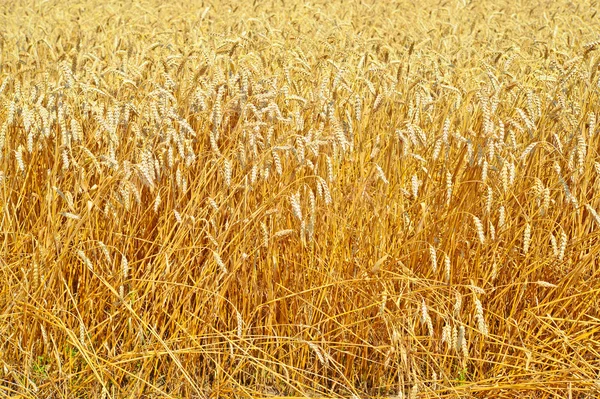 Champ de céréales dans le paysage rural — Photo