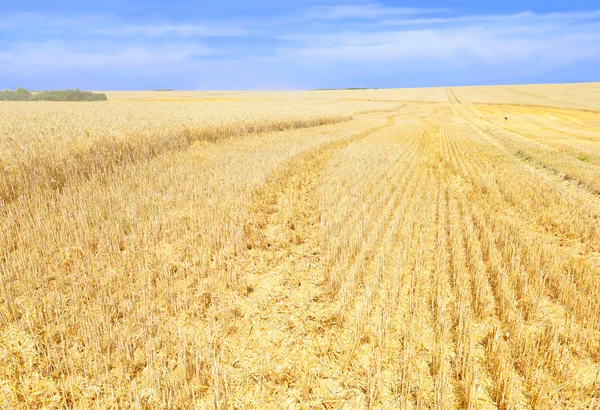 Campo de grano en el paisaje rural —  Fotos de Stock