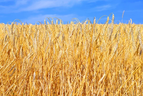 Champ de céréales dans le paysage rural — Photo