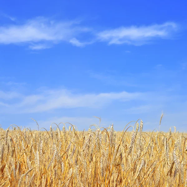 Pole obilí ve venkovské krajině — Stock fotografie