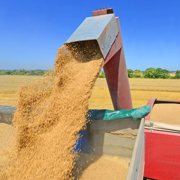Overbelasting van graan silo met een tractor in een auto — Stockfoto