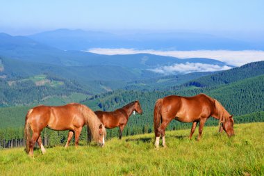 Bir yaz mera Karpat Dağları'nda ata. Ukrayna