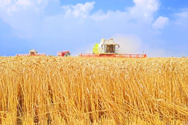  Tahıl hasat kırsal manzara içinde birleştirme