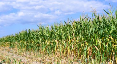 Kırsal manzara içinde olgunlaşmış Mısır. 