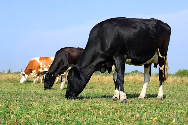 Cows on a summer pasture in a summer rural landscape. — Stock Photo, Image