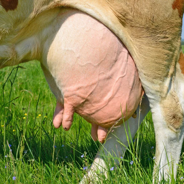 Une mamelle d'une jeune vache en gros plan . — Photo