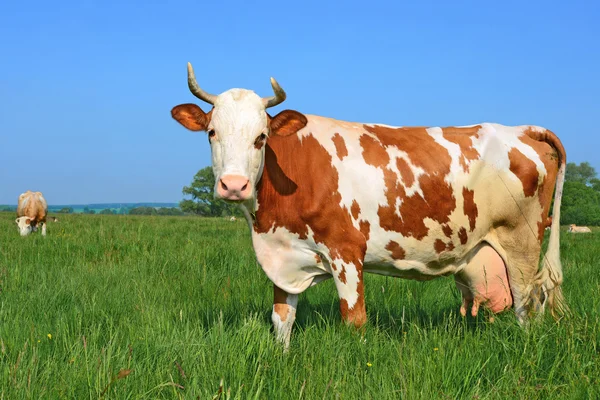 Una mucca su un pascolo estivo in un paesaggio rurale estivo — Foto Stock