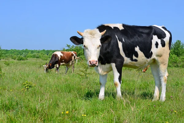 Kalven på en sommar betesmark i landsbygdens landskap — Stockfoto