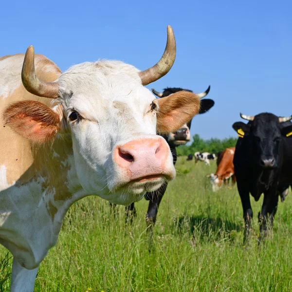 Голова корови крупним планом проти пасовища в сільському пейзажі — стокове фото