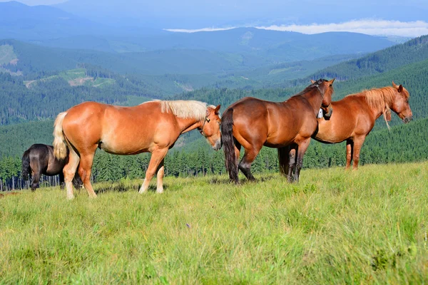Cavalos em um pasto de verão nas Montanhas Cárpatas. Ucrânia — Fotografia de Stock